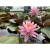 Nymphaea 'princesse Elisabeth' -Jardin Harmonie Soldes Boutique 642dbb683ffe90.64297113