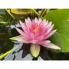 Nymphaea 'perry's Super Red' -Jardin Harmonie Soldes Boutique 642dbb6912e5a0.15147629