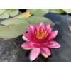 Nymphaea 'perry's Strawberry Pink' -Jardin Harmonie Soldes Boutique 642dbb69dd09b0.83702088