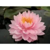 Nymphaea 'lilypons' -Jardin Harmonie Soldes Boutique 642dbb6a8705e0.75709377