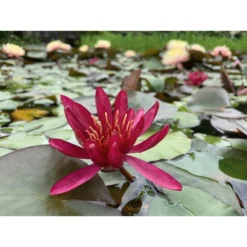 Nymphaea 'hidden Violet'