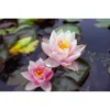 Nymphaea 'berit Stawn' -Jardin Harmonie Soldes Boutique 642dbb6c548bc7.63796498