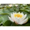 Nymphaea 'walter Pagels' -Jardin Harmonie Soldes Boutique 642dbb6cb311b0.93667749