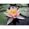 Nymphaea 'sioux' -Jardin Harmonie Soldes Boutique 642dbb6d78fdc1.55587309