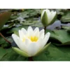 Nymphaea Candida -Jardin Harmonie Soldes Boutique 642dbb6dd5b874.38444163