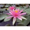 Nymphaea 'pink Sparkle'