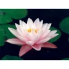 Nymphaea 'chubby' -Jardin Harmonie Soldes Boutique 642dbb6fcb01c3.52895837