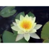 Nymphaea 'moorei' -Jardin Harmonie Soldes Boutique 642dbb704d2972.83293180