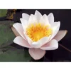 Nymphaea 'geisha Girl' -Jardin Harmonie Soldes Boutique 642dbb70a5fb57.23179364