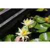 Nymphaea 'colonel Aj Welch' -Jardin Harmonie Soldes Boutique 642dbb71136311.83727028