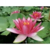 Nymphaea 'attraction' -Jardin Harmonie Soldes Boutique 642dbb7171ba47.90341273
