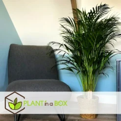 Set De 2 Palmiers Areca - Pot ⌀21cm - H.100-120cm - Plante D'interieur -Jardin Harmonie Soldes Boutique 642f28bc30c2b3.07936991