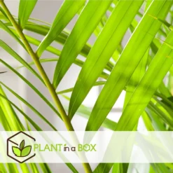 Set De 2 Palmiers Areca - Pot ⌀21cm - H.100-120cm - Plante D'interieur -Jardin Harmonie Soldes Boutique 642f28bc361585.78778402