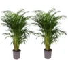 Set De 2 Palmiers Areca - Pot ⌀21cm - H.100-120cm - Plante D'interieur