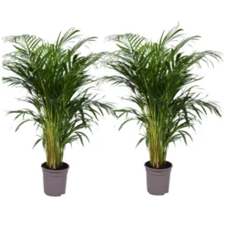 Set De 2 Palmiers Areca - Pot ⌀21cm - H.100-120cm - Plante D'interieur