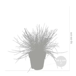 3x Festuca Glauca 'eisvogel' - Fétuque Bleue - Rustique - ⌀10.5 Cm - ↕15-20 Cm -Jardin Harmonie Soldes Boutique 64305ddf5d40b7.11239263