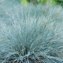 3x Festuca Glauca 'eisvogel' - Fétuque Bleue - Rustique - ⌀10.5 Cm - ↕15-20 Cm -Jardin Harmonie Soldes Boutique 64305ddf741ec3.51952247