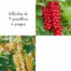 Collection De 4 Groseilliers à Grappes -Jardin Harmonie Soldes Boutique 64306b56b4cd95.96599075