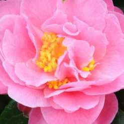 Camélia 'olé' - 5l