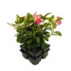Mandevilla Diamantina 'Jade Pink' : Barquette 4 Plants -Jardin Harmonie Soldes Boutique 643931 002
