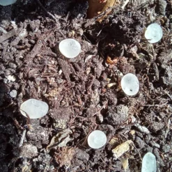 Nématodes Mouches Des Terreaux En Micro-capsules Par 200 -Jardin Harmonie Soldes Boutique 644181f5d4dc33.09973681