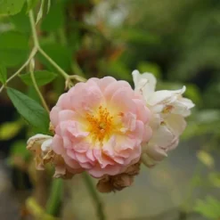 Rosier Ancien 'ghislaine De Féligonde' - Rosa 3l -Jardin Harmonie Soldes Boutique 644283dd889904.04327991