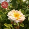 Rosier Ancien 'ghislaine De Féligonde' - Rosa 3l -Jardin Harmonie Soldes Boutique 644283ddae6743.49323736