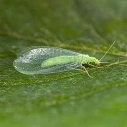 100 Larves Chrysopes Anti-pucerons, Cochenilles Et Acariens -Jardin Harmonie Soldes Boutique 644c0d767616b9.39860901