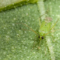 80 Larves Calpop -Jardin Harmonie Soldes Boutique 644c0d7810f161.94952608