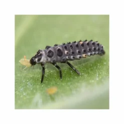 1000 Larves Coccinelles Anti-pucerons - Coccifly -Jardin Harmonie Soldes Boutique 644c0d797d5ae5.31765662