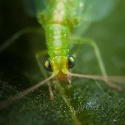 Chrysope 300 Oeufs -Jardin Harmonie Soldes Boutique 644c0d80415e41.87891519