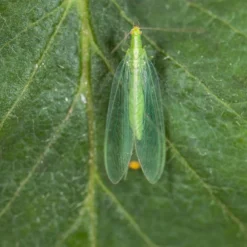 Chrysope 300 Oeufs -Jardin Harmonie Soldes Boutique 644c0d804700c6.01347131