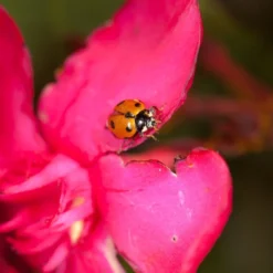 250 Larves Coccinelles Anti-puceron - Coccilaure -Jardin Harmonie Soldes Boutique 644c0d81a15936.77407627