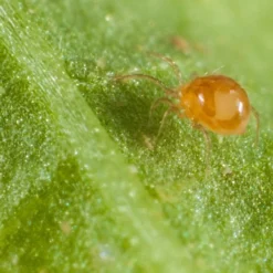 500 Acariens Phytoseiulus -Jardin Harmonie Soldes Boutique 644c0d831c3e77.72865186