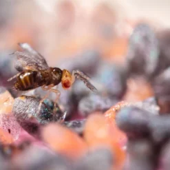 Trichogrammes Anti Pyrale De Buis Tricholine Buxus -Jardin Harmonie Soldes Boutique 644c61a3d600d4.63640655