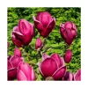Magnolia De Chine, Magnolia De Soulange Soulangiana Genie/godet - 5/20 Cm -Jardin Harmonie Soldes Boutique 644c622fee36f9.14708101