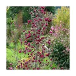 Magnolia De Chine, Magnolia De Soulange Soulangiana Genie/godet - 5/20 Cm -Jardin Harmonie Soldes Boutique 644c6230147fe4.68546921