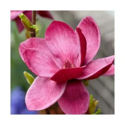 Magnolia De Chine, Magnolia De Soulange Soulangiana Genie/godet - 5/20 Cm -Jardin Harmonie Soldes Boutique 644c62301f7a42.96334449
