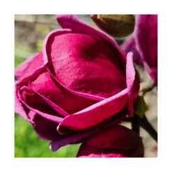 Magnolia De Chine, Magnolia De Soulange Soulangiana Genie/godet - 5/20 Cm -Jardin Harmonie Soldes Boutique 644c623023c9e6.93508556