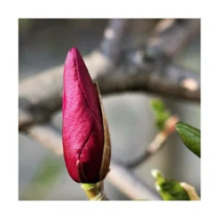 Magnolia à Fleurs De Lis Nigra/godet - 5/20 Cm -Jardin Harmonie Soldes Boutique 6450fef0c548d4.26703448