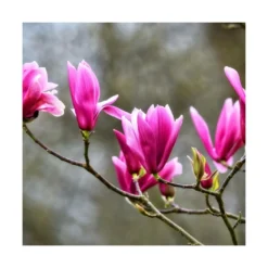 Magnolia à Fleurs De Lis Nigra/godet - 5/20 Cm -Jardin Harmonie Soldes Boutique 6450fef0c985a7.63062666