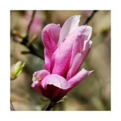 Magnolia à Fleurs De Lis Nigra/godet - 5/20 Cm -Jardin Harmonie Soldes Boutique 6450fef0dca710.83540469