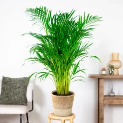 Dypsis Lutescens Incl. Panier Nea - Golden Palm - Facile D'entretien - ⌀21 Cm - ↕100-110 Cm -Jardin Harmonie Soldes Boutique 6450ff678d22a6.50524054