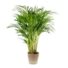 Dypsis Lutescens Incl. Panier En Jute - Gold Palm - ⌀20 Cm - ↕90-100 Cm 1 Dypsis Lutescens Incl. Panier En Jute - Gold Palm - ⌀20 Cm - ↕90-100 Cm -Jardin Harmonie Soldes Boutique 6450ff69235793.76775417