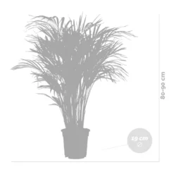 Dypsis Lutescens Incl. Panier En Jute - Gold Palm - ⌀20 Cm - ↕90-100 Cm 11 Dypsis Lutescens Incl. Panier En Jute - Gold Palm - ⌀20 Cm - ↕90-100 Cm -Jardin Harmonie Soldes Boutique 6450ff69317dd9.08054286