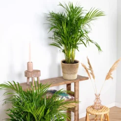 Dypsis Lutescens Incl. Panier En Jute - Gold Palm - ⌀20 Cm - ↕90-100 Cm 10 Dypsis Lutescens Incl. Panier En Jute - Gold Palm - ⌀20 Cm - ↕90-100 Cm -Jardin Harmonie Soldes Boutique 6450ff6934f1c0.48798216