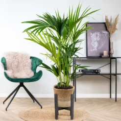 Howea Forsteriana Incl. Panier En Jute - Palmier Kentia - ⌀19 Cm - ↕90-100 Cm -Jardin Harmonie Soldes Boutique 6450ff6ad42705.73721678