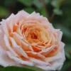 Rosier 'grande Duchesse Louise' ? - 4l -Jardin Harmonie Soldes Boutique 6452a54c12dda4.10072549