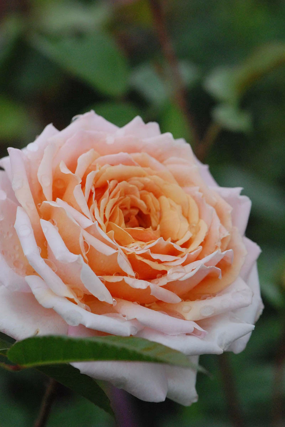 Rosier 'grande Duchesse Louise' ? - 4l 3 Rosier 'grande Duchesse Louise' ? - 4l