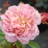 Rosier David Austin 'jubilee Celebration' ? - 5l -Jardin Harmonie Soldes Boutique 6452a54d38b287.22305351